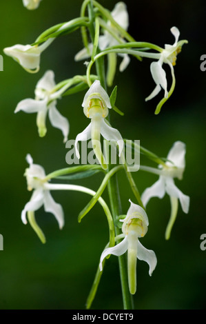 Greater Butterfly Orchid Platanthera chlorantha Kent UK Stock Photo