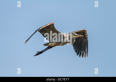 Great Blue Heron (Ardea Herodias) Colorful and majestic looking Heron, caught in flight, with wings extended, against blue sky Stock Photo