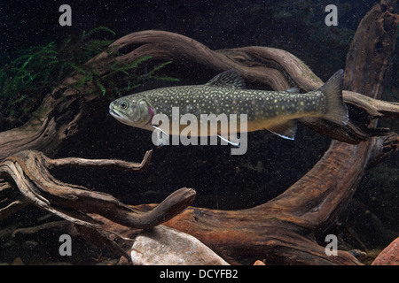 Brook trout, Brook char, Brook charr, Bachsaibling, Bach-Saibling, Amerikanischer Saibling, Salvelinus fontinalis Stock Photo