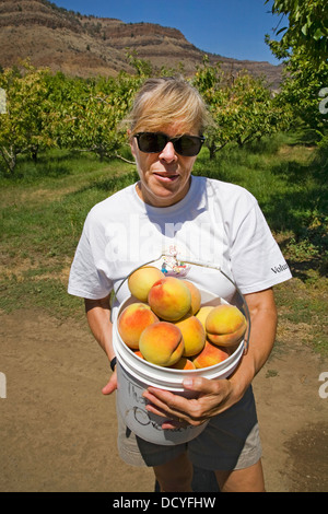 A bucket of large, freestone peaches from the Kimberly Orchards in central Oregon Stock Photo