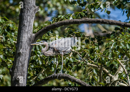 Great Blue Heron (Ardea Herodias) Colorful and majestic looking Heron, in its natural habitat, stretching wings. Stock Photo