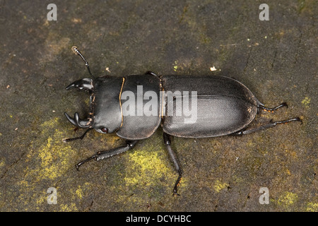 Lesser stag beetle, Balkenschröter, Balkenschroeter, Dorcus parallelipipedus, Dorcus parallelopipedus Stock Photo