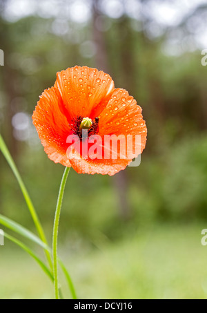 Beautiful red poppy flower growing in field, closeup Stock Photo - Alamy