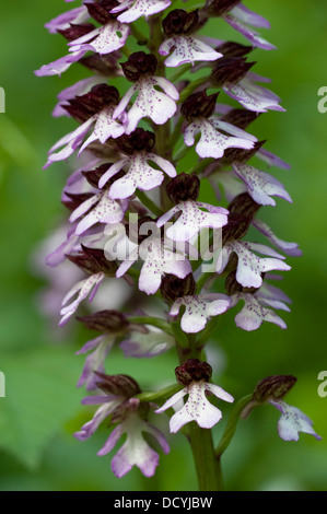 Lady Orchid Orchis purpurea Kent UK Stock Photo