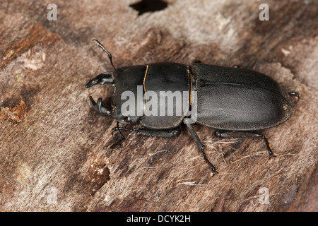 Lesser stag beetle, Balkenschröter, Balkenschroeter, Dorcus parallelipipedus, Dorcus parallelopipedus Stock Photo