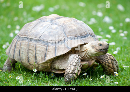 African Spur Thigh Tortoise Geochelone sulcata Stock Photo