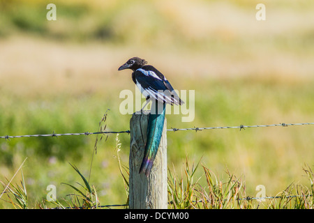 Black-billed Magpie (Pica hudsonia) Colorful, portrait of magpie, with long pretty blue tail, sitting on fence post. Stock Photo