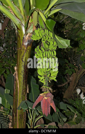 Edible Banana, Ess-Banane, Kultur-Banane, Banane, Musa x paradisiaca, Früchte und Blüte Stock Photo