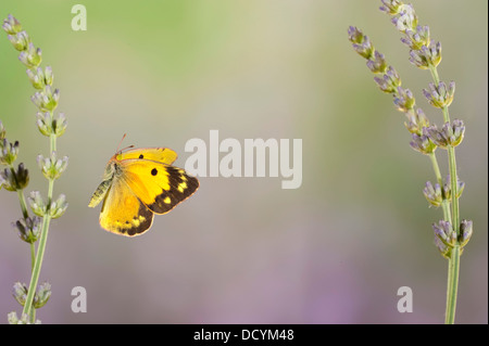 Berger's Clouded Yellow Butterfly Colias australis Stock Photo