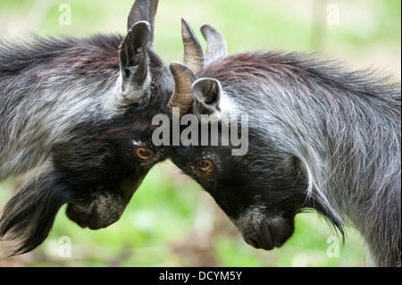 African Pygmy Goat Stock Photo
