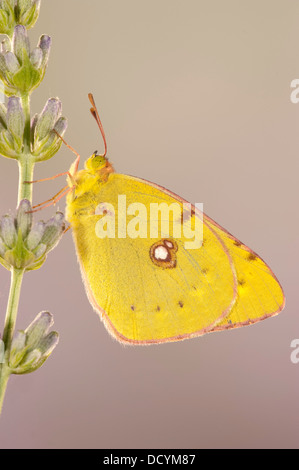 Berger's Clouded Yellow Butterfly Colias australis Stock Photo