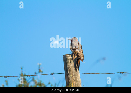 Northern Flicker (Colaptes auratus) Colorful bird, in its natural habitat, sitting on fence post, against a blue sky, Stock Photo