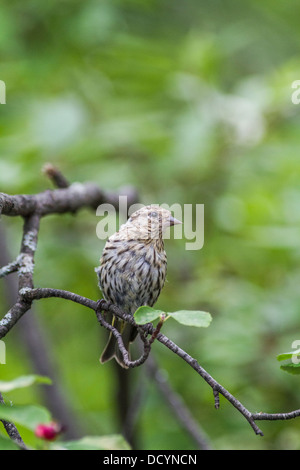 Pine Siskin (Carduelis pinus) Vertical portrait of bird perched in the branches resting, in its natural habitat Stock Photo