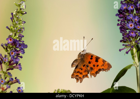 Comma Butterfly Polygonum c-album Kent UK Stock Photo