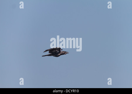 Common Raven (Corvus corax) Black, Common Raven, captured in flight as it flies looking for food, in its natural habitat. Stock Photo