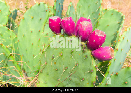 Several red cactus fruits on a paddle of Opuntia, also known as nopales Cactus fruits are also called figs Stock Photo