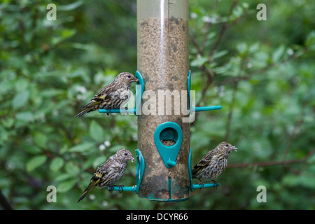 Pine Siskin (Carduelis pinus) Colorful group of birds, perched and feeding at a backyard feeder. Stock Photo