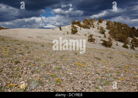 View of Ancient Bristlecone Pine forest, ridge sunlit, but set against dramatic stormy afternoon sky, with yellow flowers in for