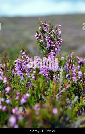 Heather or Ling on Scottish moorland near the summit of Carn Ealasaid a Corbett Stock Photo