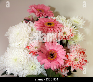Pink Daisy Flowers ( Bellis perennis) Stock Photo