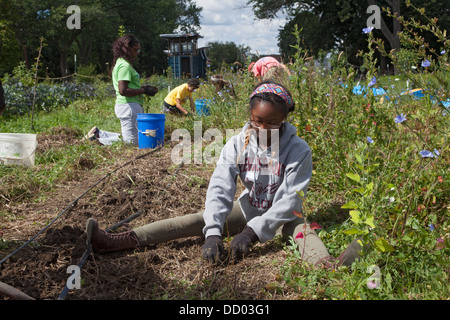 High School Volunteers Dig Potatoes in Urban Farm Stock Photo