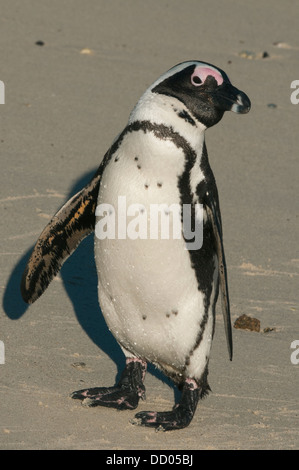 African Penguin (Spheniscus demersus) Wild, Boulders Beach, Cape Peninsula, South Africa ENDANGERED