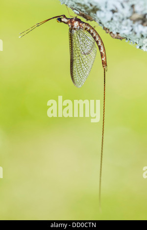 The Mayfly is known locally as a Shad Fly, order name Ephemeroptera. Stock Photo