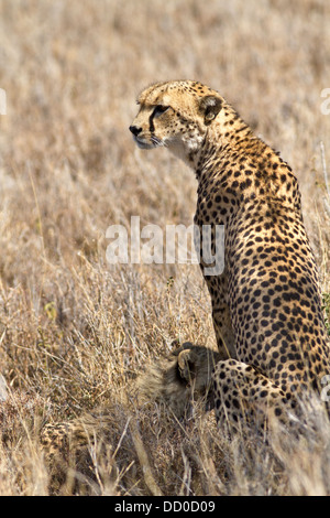 Close up back view of female cheetah sitting in long dry grass with cub nursing, Lewa Downs, Kenya, East Africa