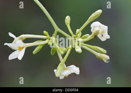 Papaya Fruit Stock Photo