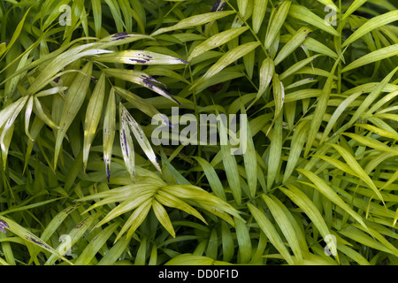 African oil palm Stock Photo