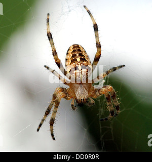Close-up of a female European garden spider (Araneus diadematus) in her web Stock Photo