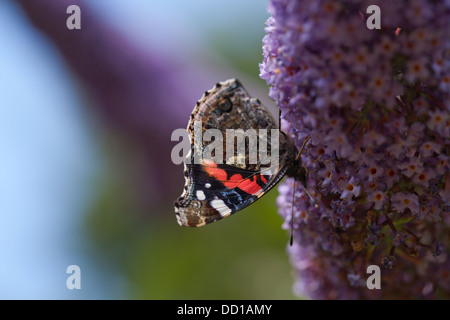 Red Admiral Butterfly (Vanessa atalanta). Feeding from flowers of Buddleia. Stock Photo