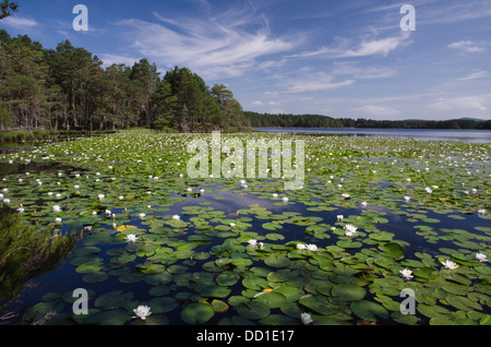 white water-lily,nymphaea alba,lady of the lake,loch garten,cairngorms national park,highlands,scotland Stock Photo