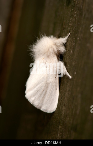 Brown Tail Moth, Euproctis chrysorrhoea, Kent UK Stock Photo