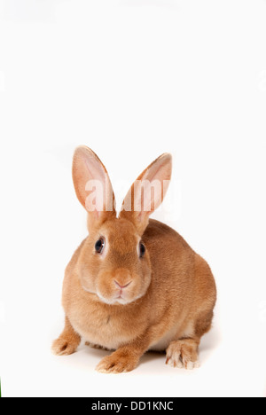 Rex cross, Domestic Rabbit, UK Stock Photo - Alamy