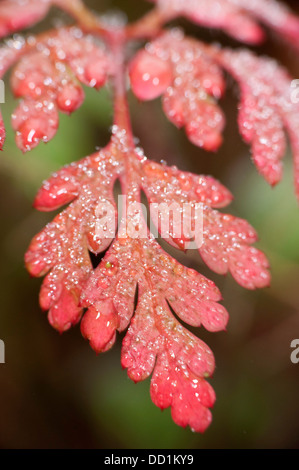 Herb Robert, Geranium robertianum, UK Stock Photo