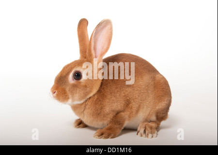 Rex cross, Domestic Rabbit, UK Stock Photo