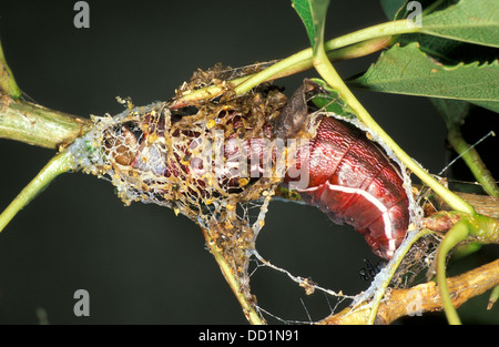 Elephant Hawk Moth,Deilephila elpenor, UK Stock Photo