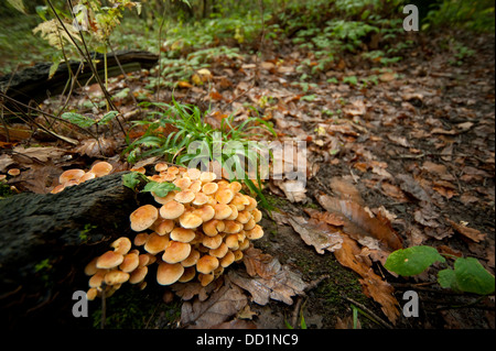 Sulphur Tuft Fungi, Hypholoma fasciculare, UK Stock Photo