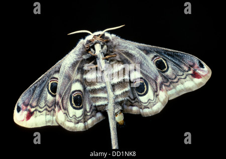Emperor Moth, Saturnia pavonia, UK Stock Photo