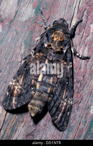 Death's Head Hawkmoth, Acherontia atropos, UK Stock Photo