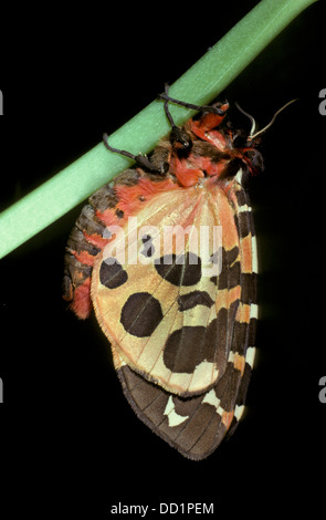 Garden Tiger Moth, Arctia caja, UK Stock Photo