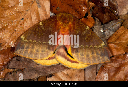 Bulls Eye Silk Moth, Automeris io, North America Stock Photo