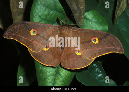 Chinese (Oak) Tussah Moth, Antheraea Pernyi, Close Up Of Abdomen Stock ...