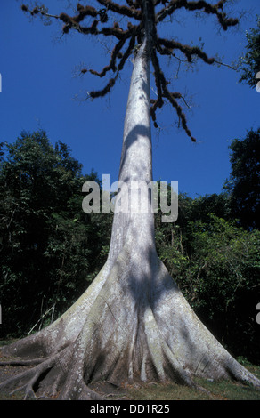 Kapok Silk Cotton Tree (ceiba pentandra)