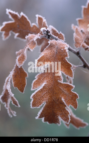 Oak leaf in winter frost, Quercus sp., UK Stock Photo
