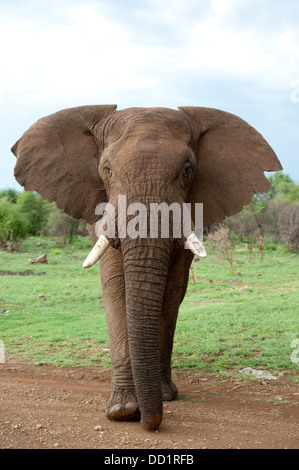 African elephant ( Loxodonta africana africana), Madikwe Game Reserve, South Africa Stock Photo