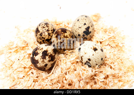 quail eggs on a white background Stock Photo