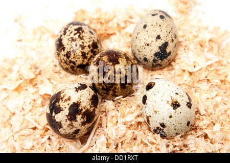 quail eggs on a white background Stock Photo