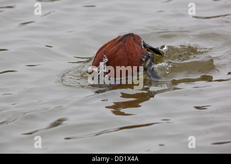 Drake Ruddy Duck Ruddy duck drake in breeding plumage Stock Photo - Alamy